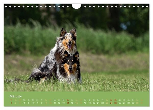 Produktbild: Fantastische Collies - Sieger der Herzen (Wandkalender 2026 DIN A4 quer), CALVENDO Monatskalender