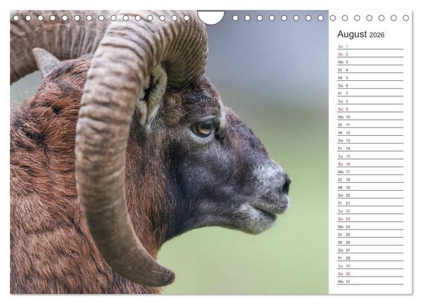Produktbild: Emotionale Momente: Muffelwild. (Wandkalender 2026 DIN A4 quer), CALVENDO Monatskalender