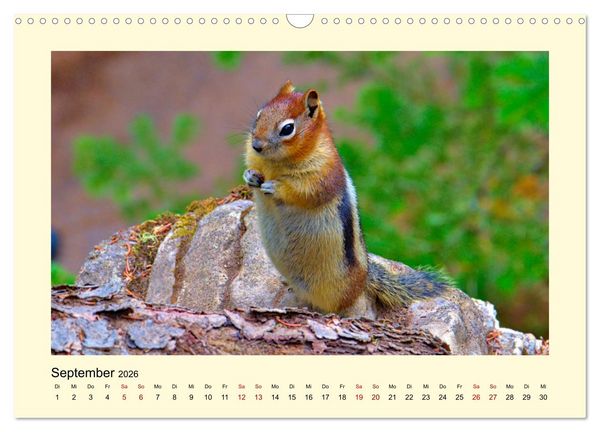 Produktbild: Wild, aber knuffig! (Wandkalender 2026 DIN A3 quer), CALVENDO Monatskalender