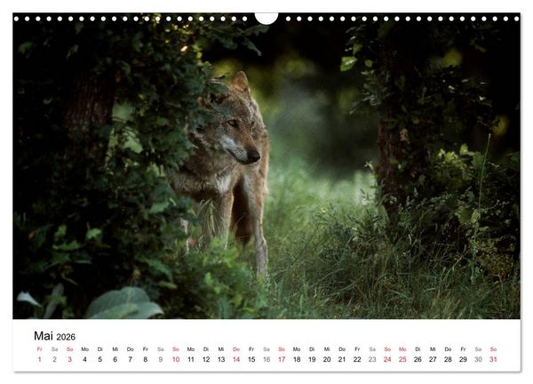 Produktbild: Heimische Tierwelt (Wandkalender 2026 DIN A3 quer), CALVENDO Monatskalender