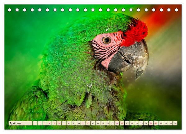 Produktbild: Mein bunter Papagei (Tischkalender 2026 DIN A5 quer), CALVENDO Monatskalender