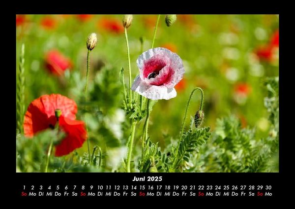 Produktbild: Pflanzen und Bl&uuml;ten 2025 Fotokalender DIN A3