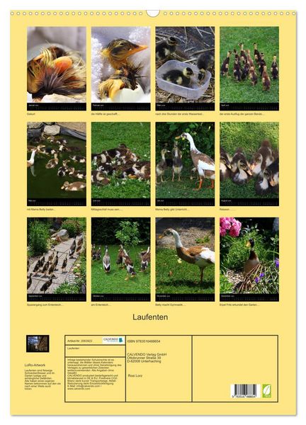 Produktbild: Laufenten (Wandkalender 2026 DIN A2 hoch), CALVENDO Monatskalender