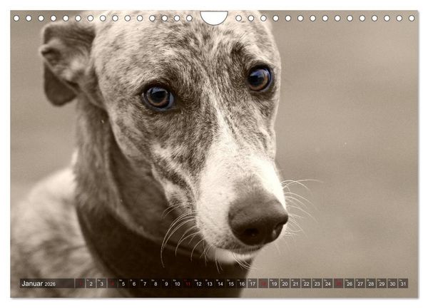 Produktbild: Galgo eye-catcher (Wandkalender 2026 DIN A4 quer), CALVENDO Monatskalender