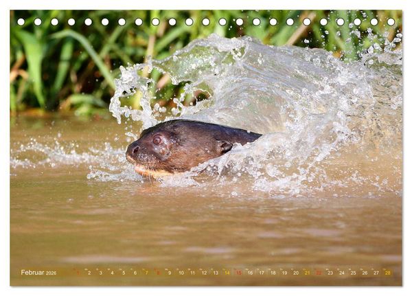 Produktbild: Riesenotter - Flussw&ouml;lfe im Pantanal (Tischkalender 2026 DIN A5 quer), CALVENDO Monatskalender