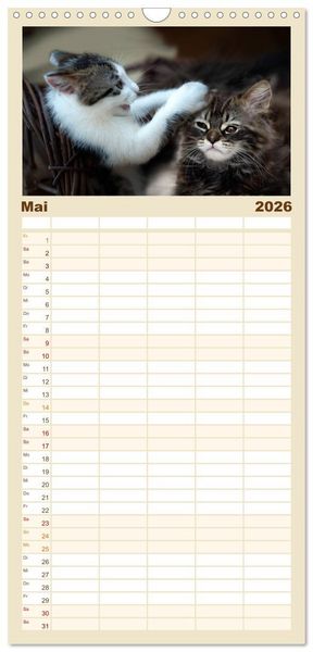 Produktbild: Familienplaner 2026 - Katzenbabys beobachtet mit 5 Spalten (Wandkalender, 21 x 45 cm) CALVENDO