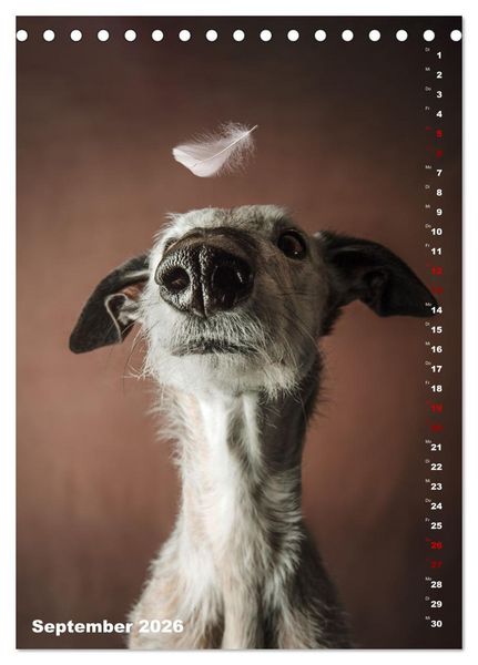 Produktbild: dogmuse deluxe (Tischkalender 2026 DIN A5 hoch), CALVENDO Monatskalender