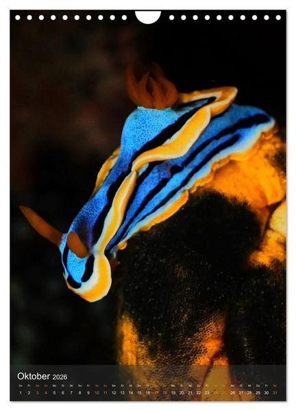 Produktbild: Nudibranches Meeresnacktschnecken aus Nord-Sulawesi (Wandkalender 2026 DIN A4 hoch), CALVENDO Monatskalender
