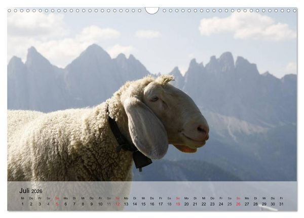 Produktbild: Schafe z&auml;hlen leicht gemacht! (Wandkalender 2026 DIN A3 quer), CALVENDO Monatskalender