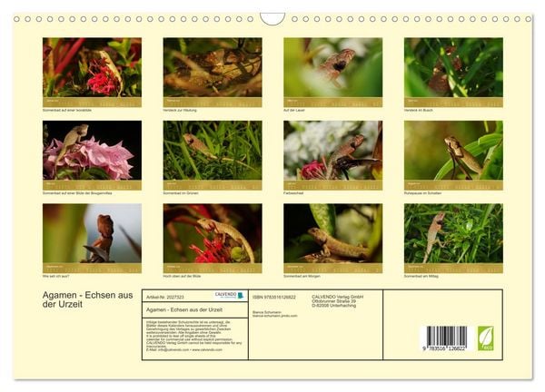 Produktbild: Agamen - Echsen aus der Urzeit (Wandkalender 2026 DIN A3 quer), CALVENDO Monatskalender