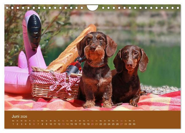 Produktbild: Der Dackel (Wandkalender 2026 DIN A4 quer), CALVENDO Monatskalender
