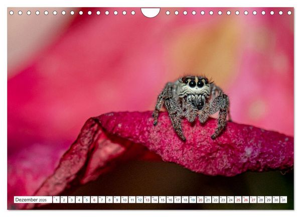 Produktbild: Kleines ganz gro&szlig; - Makrofotografie (Wandkalender 2026 DIN A4 quer), CALVENDO Monatskalender
