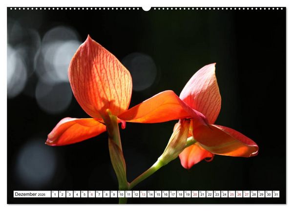 Produktbild: Prachtvolle Orchideen (hochwertiger Premium Wandkalender 2026 DIN A2 quer), Kunstdruck in Hochglanz
