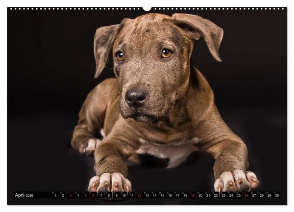 Produktbild: Pit Bull und Co. - Geliebt, gef&uuml;rchtet, missverstanden (hochwertiger Premium Wandkalender 2026 DIN A2 quer), Kunstdruck in Hochglanz