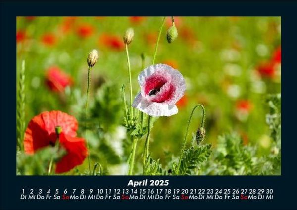 Produktbild: Blumentr&auml;ume 2025 Fotokalender DIN A5