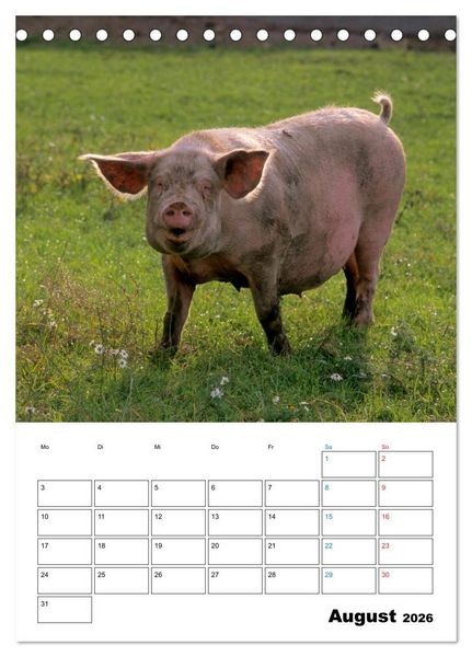 Produktbild: Schweine 2026 (Tischkalender 2026 DIN A5 hoch), CALVENDO Monatskalender