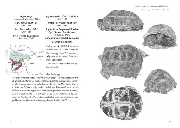 Produktbild: Die Haltung der Steppenschildkr&ouml;ten Agrionemys horsfieldii