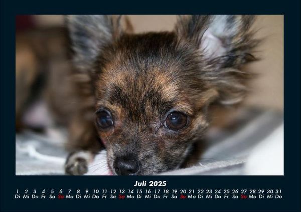 Produktbild: Hundezauber 2025 Fotokalender DIN A4