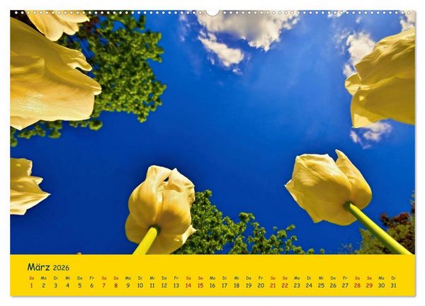 Produktbild: Tulpentraum (Wandkalender 2026 DIN A2 quer), CALVENDO Monatskalender