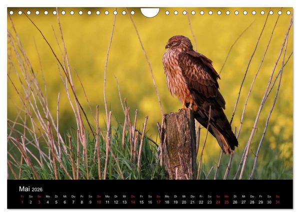 Produktbild: Wiesenweihen in Deutschland (Wandkalender 2026 DIN A4 quer), CALVENDO Monatskalender