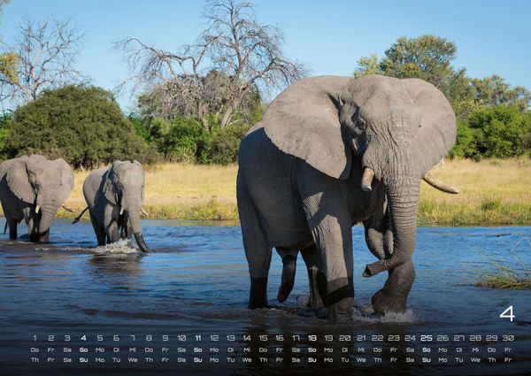 Produktbild: Elefanten - einzigartige Giganten - 2027 - Kalender DIN A2
