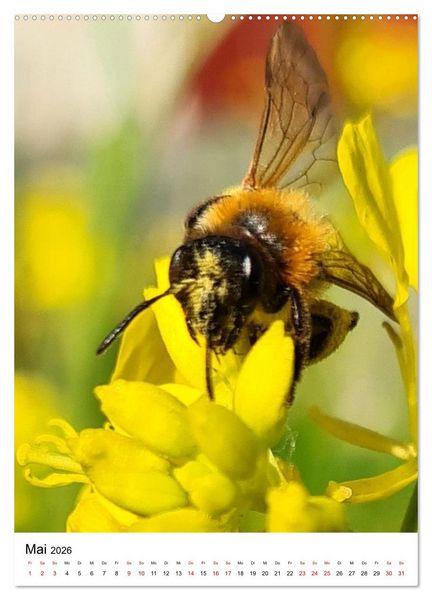 Produktbild: Imkers flei&szlig;igste Bienen - So arbeiten meine Immen &ndash; Originalaufnahmen aus erster Hand (hochwertiger Premium Wandkalender 2026 DIN A2 hoch), Kunstdruck in Hochglanz