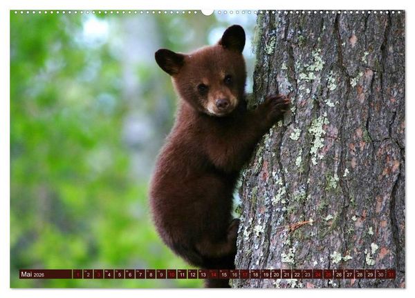 Produktbild: B&auml;ren (hochwertiger Premium Wandkalender 2026 DIN A2 quer), Kunstdruck in Hochglanz