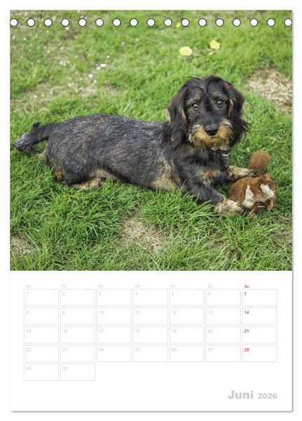 Produktbild: Der Dackel - mein kleiner Freund (Tischkalender 2026 DIN A5 hoch), CALVENDO Monatskalender