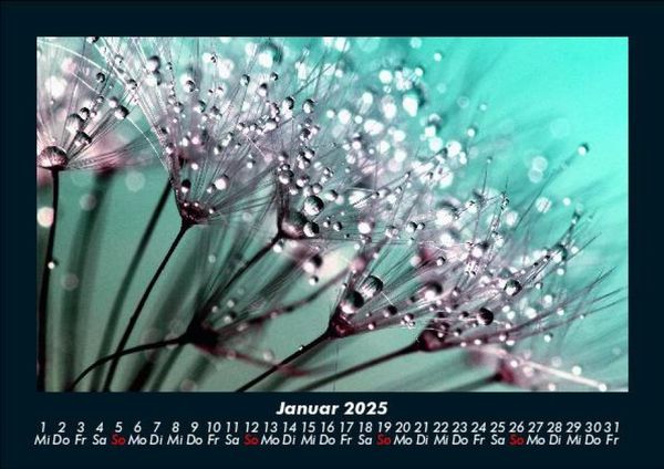 Produktbild: Blumenkalender 2025 Fotokalender DIN A5