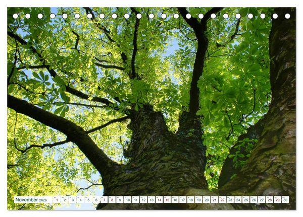Produktbild: GR&Uuml;N . Die Kraft der Natur (Tischkalender 2026 DIN A5 quer), CALVENDO Monatskalender
