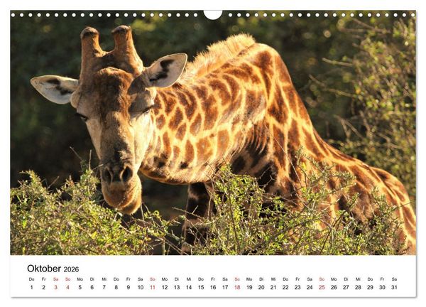 Produktbild: S&uuml;dafrika - Eine beeindruckende Tierwelt (Wandkalender 2026 DIN A3 quer), CALVENDO Monatskalender