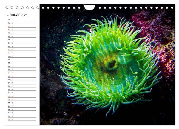 Produktbild: Die Farben der Ozeanwelt (Wandkalender 2026 DIN A4 quer), CALVENDO Monatskalender