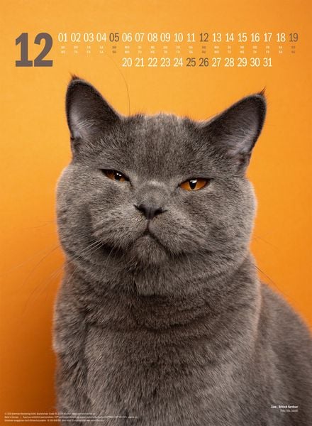 Produktbild: Catography Katzen-Kalender 2027