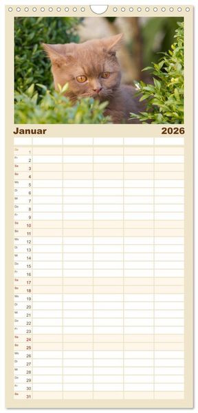Produktbild: Familienplaner 2026 - B&auml;rige Schmusetiger - Britisch Kurzhaar Katzen mit 5 Spalten (Wandkalender, 21 x 45 cm) CALVENDO