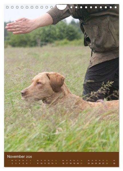 Produktbild: Chesapeake Bay Retriever 2026 (Wandkalender 2026 DIN A4 hoch), CALVENDO Monatskalender