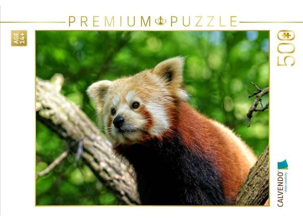 CALVENDO Puzzle Kleiner Panda auf Entdeckungstour | 500 Teile Lege-Größe 48 × 36 cm Foto-Puzzle für Erwachsene