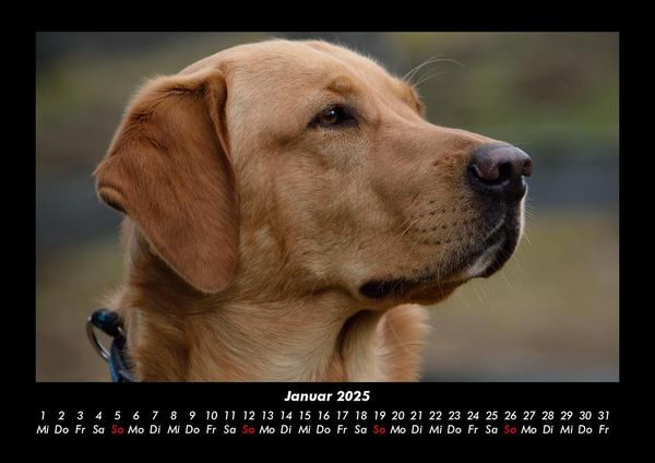 Produktbild: Hundezauber 2025 Fotokalender DIN A3