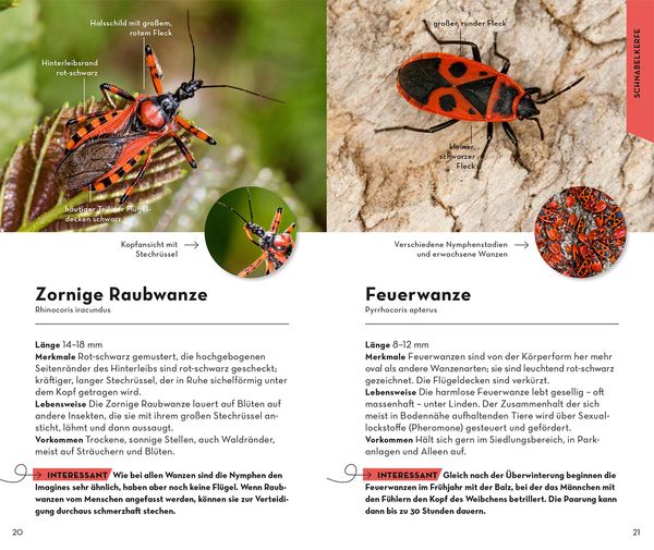 Produktbild: BASIC Insekten
