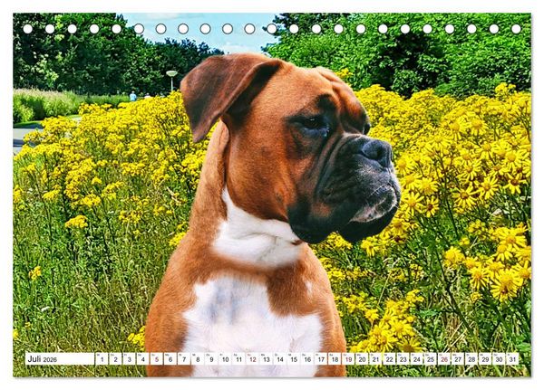 Produktbild: Muskelprotz Boxer (Tischkalender 2026 DIN A5 quer), CALVENDO Monatskalender
