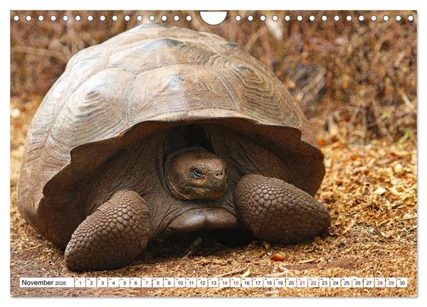 Produktbild: Gal&aacute;pagos - Die verwunschenen Inseln (Wandkalender 2026 DIN A4 quer), CALVENDO Monatskalender