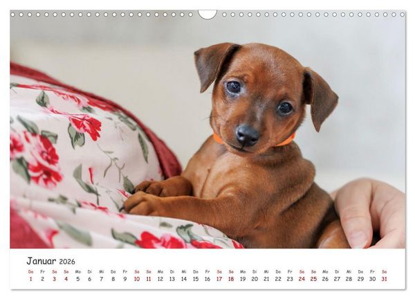 Produktbild: Zwergpinscher Sally&lsquo;s erstes Jahr (Wandkalender 2026 DIN A3 quer), CALVENDO Monatskalender