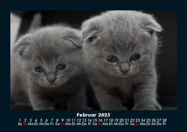 Produktbild: F&uuml;r Katzenfreunde 2025 Fotokalender DIN A5