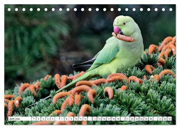 Produktbild: Heimische Gartenv&ouml;gel (Tischkalender 2026 DIN A5 quer), CALVENDO Monatskalender