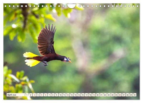 Produktbild: Costa Rica - Farben des Regenwaldes (Wandkalender 2026 DIN A4 quer), CALVENDO Monatskalender