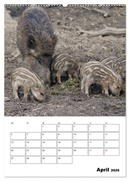 Produktbild: Der wildschweinische Terminplaner (Wandkalender 2026 DIN A2 hoch), CALVENDO Monatskalender