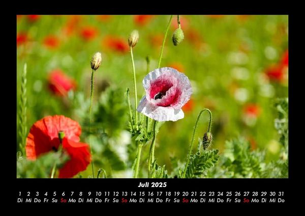 Produktbild: Blumenzauber 2025 Fotokalender DIN A3