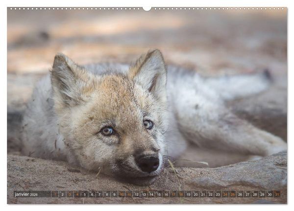 Produktbild: Les p'tits loups gris (Calendrier mural 2026 DIN A2 vertical) calendrier de bureau