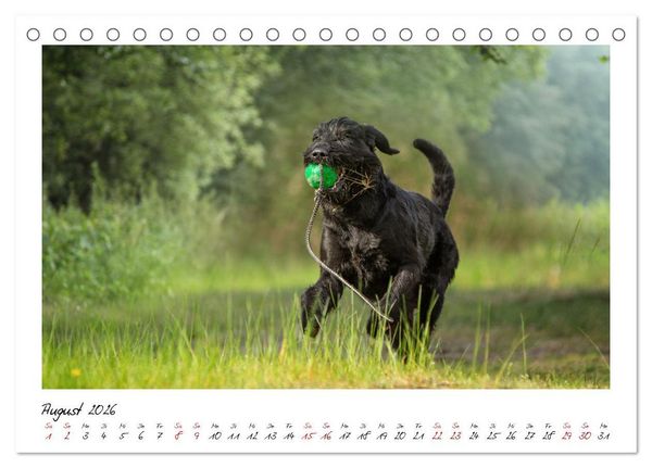 Produktbild: Mit dem Riesenschnauzer durch das Jahr (Tischkalender 2026 DIN A5 quer), CALVENDO Monatskalender