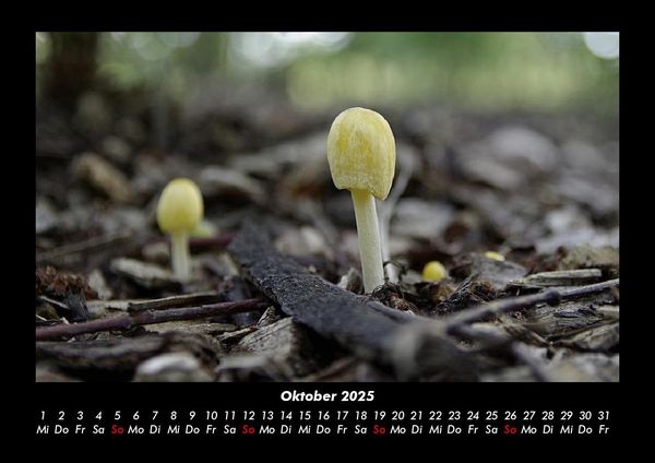 Produktbild: Pilzkalender 2025 Fotokalender DIN A3