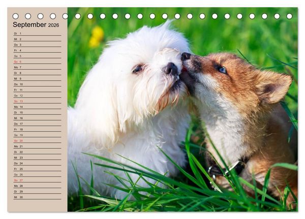 Produktbild: Der Fuchs. Bezaubernder Geselle (Tischkalender 2026 DIN A5 quer), CALVENDO Monatskalender